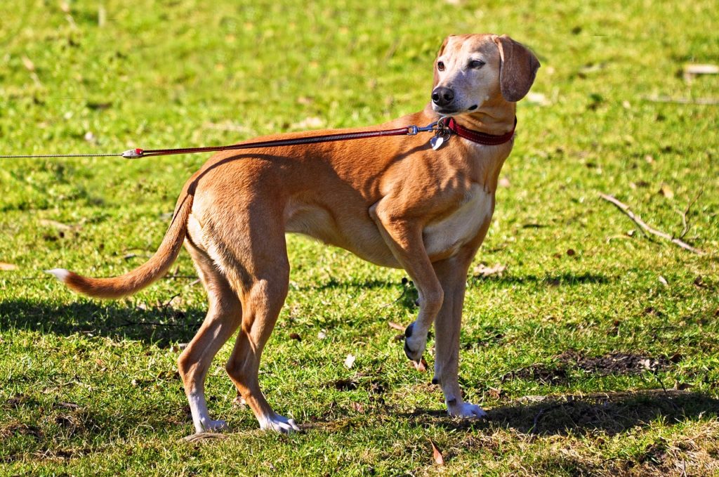 犬の肉球がガサガサの場合ワセリンを使っても大丈夫 気になるメモ帳