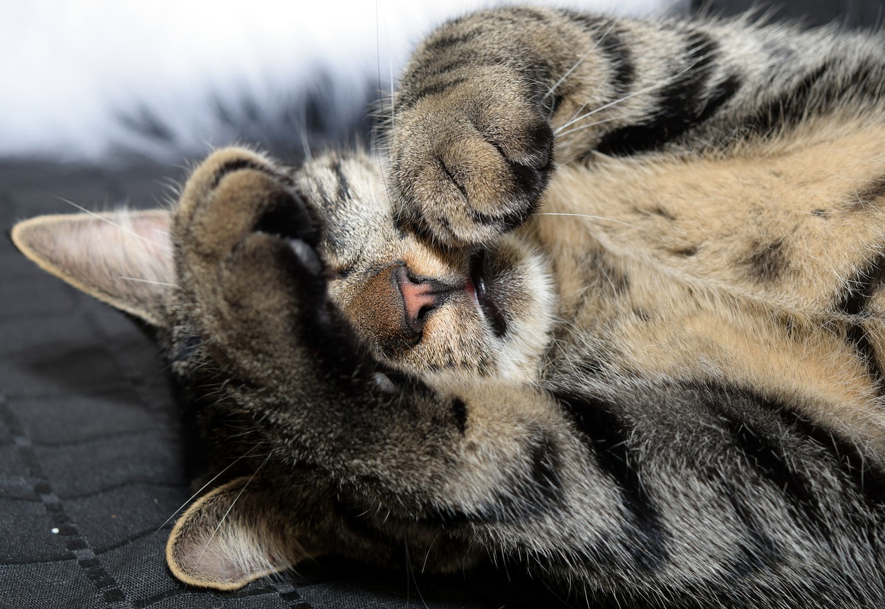 猫の肉球が皮がむける理由は乾燥 ケア方法とは 気になるメモ帳